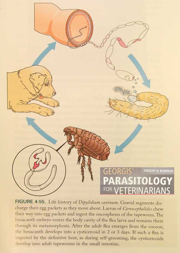Levensccyclu van de grote honden lintworm - Dipylidium caninum
